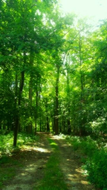 TREES ALONG ROAD