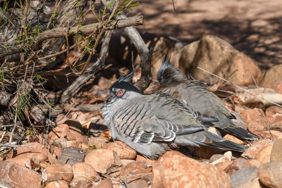 High angle view of bird on field