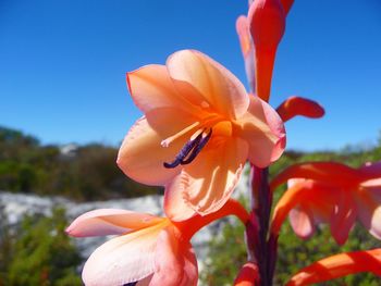 Close-up of flower against sky