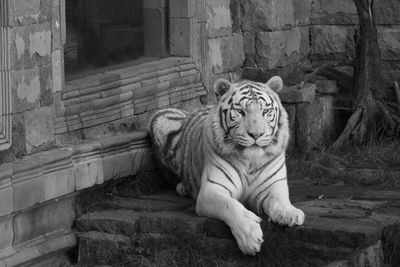Portrait of cat resting in zoo