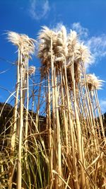 Low angle view of stalks in field against sky