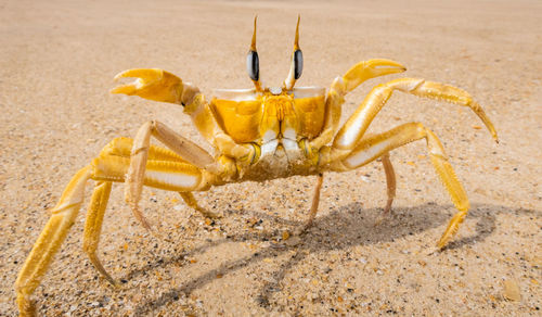 Close-up of yellow insect on sand