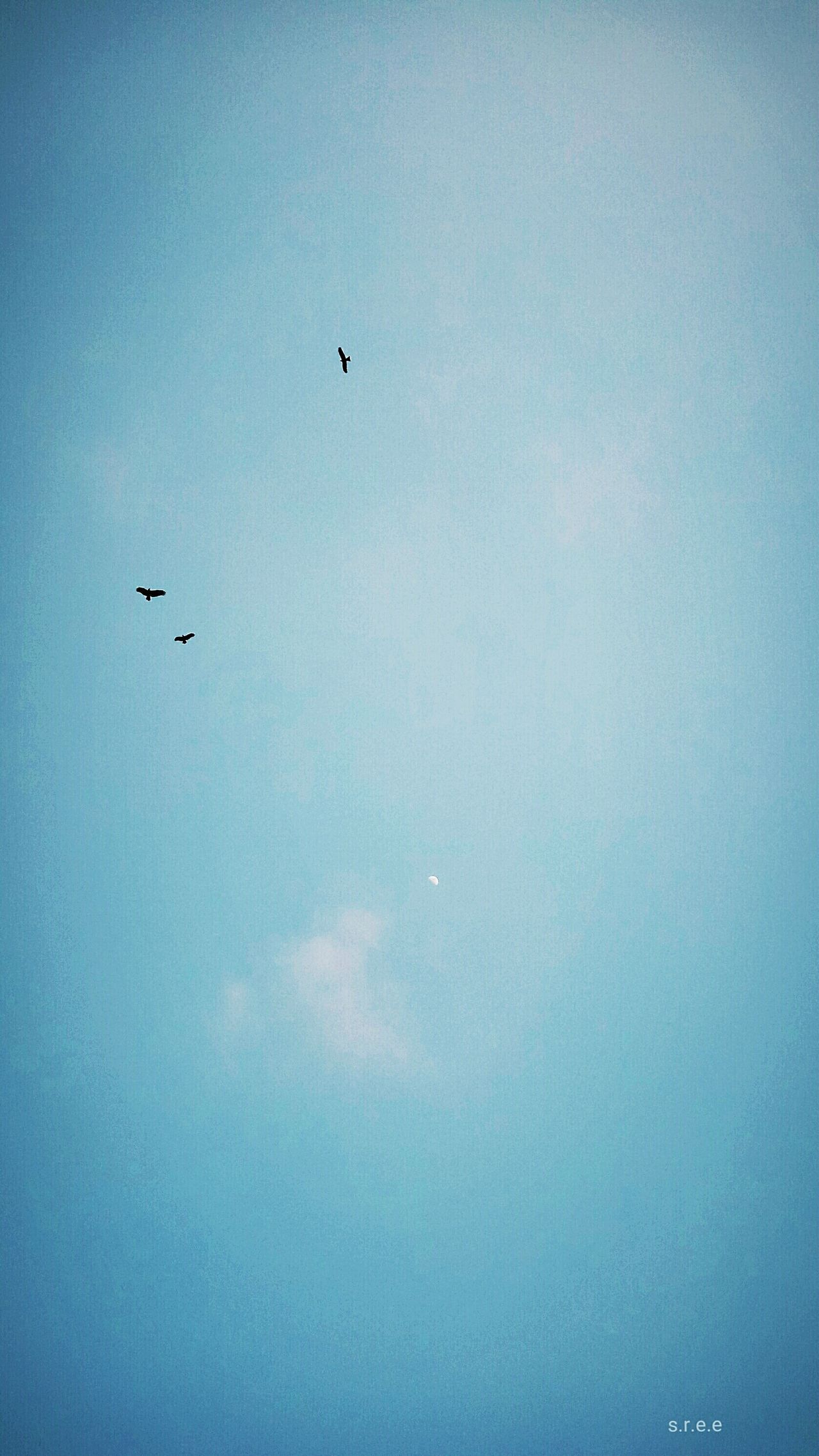 Skyflyers
