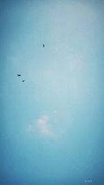 Low angle view of bird flying against blue sky