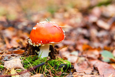 Close-up of fly agaric mushroom on field