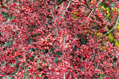 Close-up of purple flowers