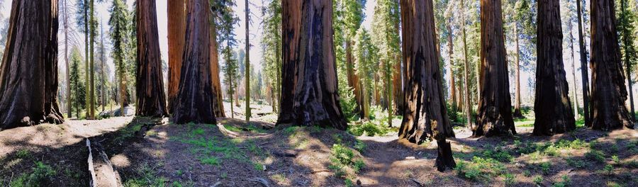 Pine trees in forest