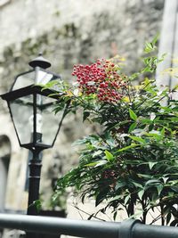 Close-up of flowers blooming outdoors