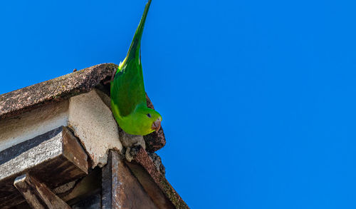 Low angle view of bird perching on blue sky