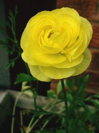 Close-up of yellow rose blooming outdoors