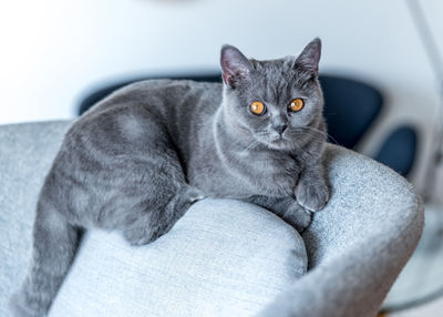 Close-up portrait of cat sitting