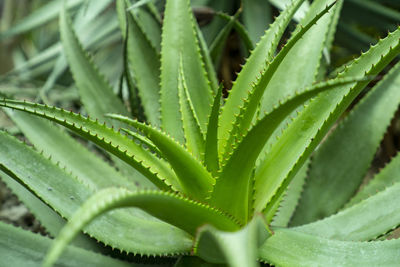 Close-up of succulent plant