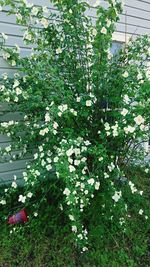 Close-up of white flowers