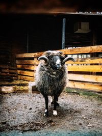Portrait of dog standing outdoors