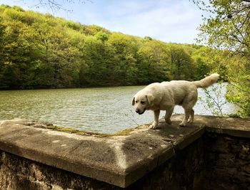 Dog walking on retaining wall against lake