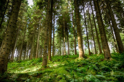 Low angle view of pine trees in forest