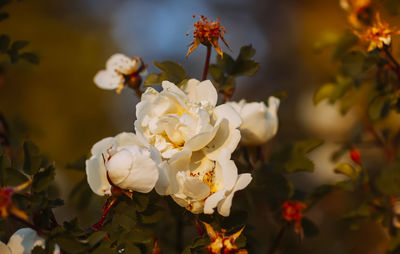 Close-up of white cherry blossom