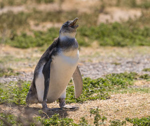 Close-up of penguin