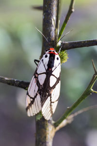 Close-up of butterfly on plant