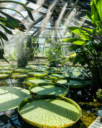 View of leaves floating in pond