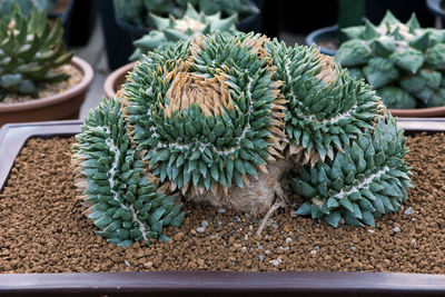 Close-up of succulent plant in market