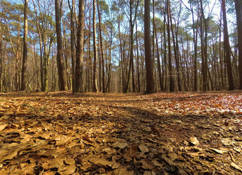 Trees in forest during autumn