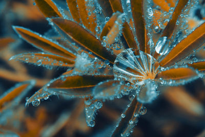 Close-up of plant with sea in background