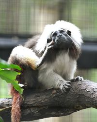 Close-up of monkey on branch in zoo