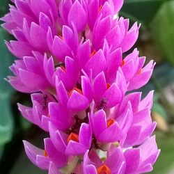 Close-up of pink flowers