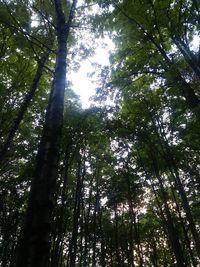 Low angle view of bamboo trees in forest