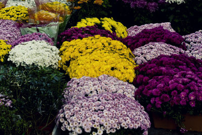 Close-up of multi colored flowers