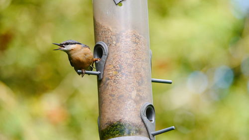 Close-up of bird perching on feeder