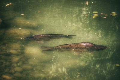 Close-up of fish swimming in water