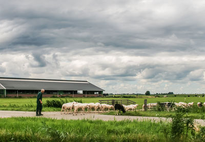 Man with cattle on road against sky