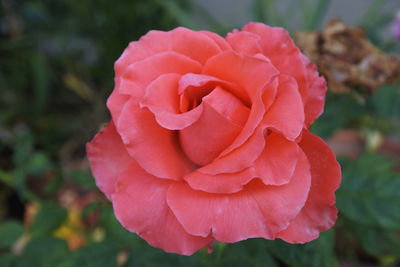 Close-up of pink rose