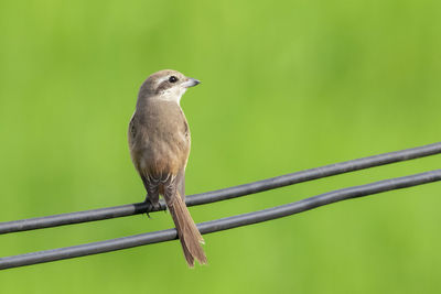 Low angle view of bird perching on cable