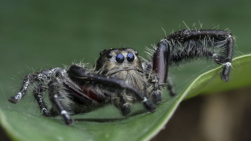 Close-up of spider