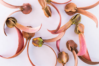 Low angle view of a plant over white background