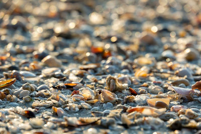 Close-up of stones on beach