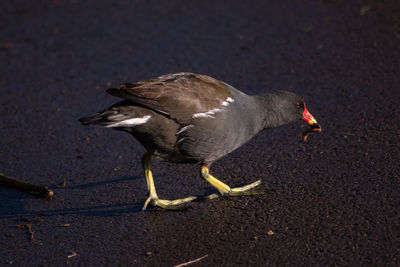 High angle view of bird eating insect