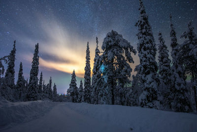 Pine trees on snow covered land against sky at night