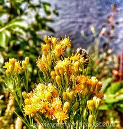 Close-up of yellow flower