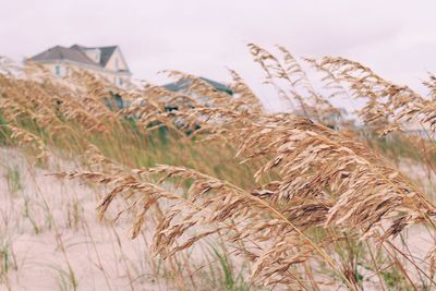 Close-up of stalks in field against sky