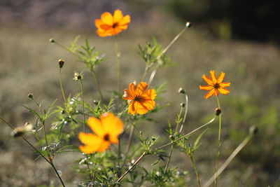 Close-up of yellow cosmos flowers on field