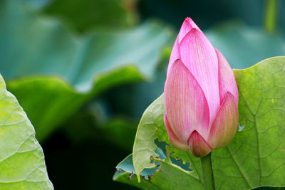 Close-up of pink lotus water lily