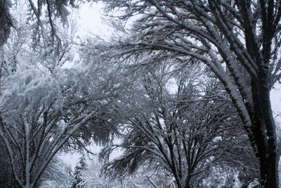 Low angle view of trees against sky