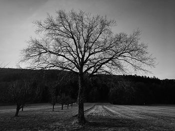 Bare tree on field against sky