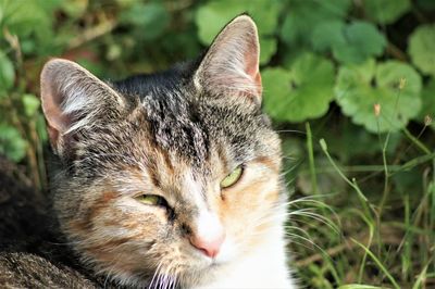 Close-up portrait of a cat