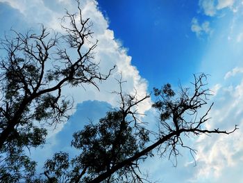 Low angle view of silhouette tree against sky