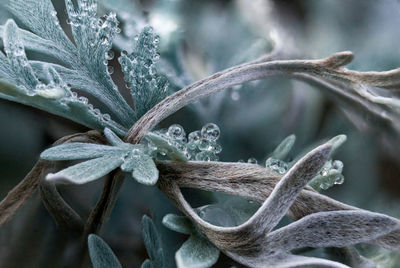 Close-up of dry plant